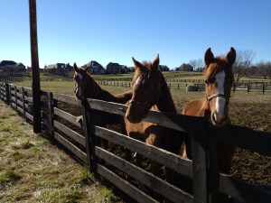 Wingswept FarmKentucky