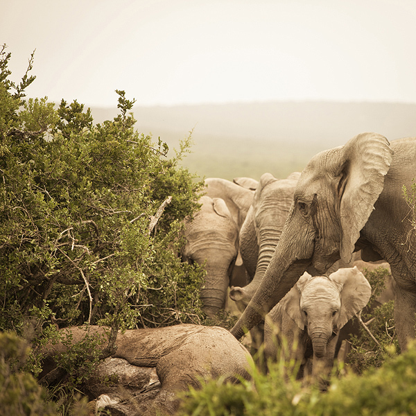 Elephants stroke and lay brush on a dead friend