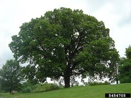 oak