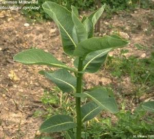 milkweed