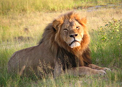 Cecil at Hwange National Paark (2010)
