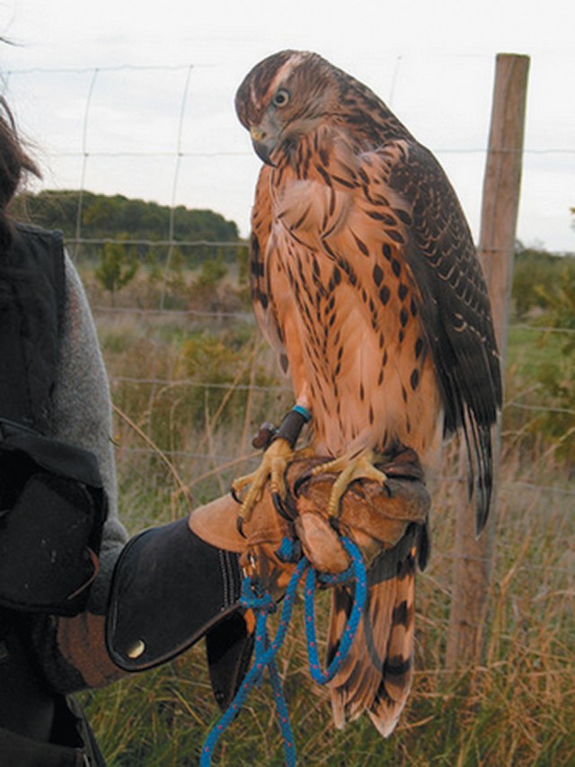 Macdonald’s goshawk, Mabel